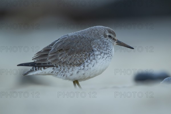 Red knot (Calidris canutus) adult wading bird in winter plumage on a coast shoreline, England,