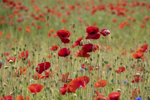 Corn poppy field (Papaver rhoeas), Münsterland, North Rhine-Westphalia, Germany, Europe
