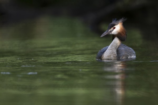 Great Crested Grebe (Podiceps cristatus), Nettetal, Germany, Europe