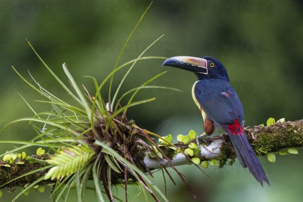 Collared Aracari (Pteroglossus torquatus), Toucans (Ramphastidae), Laguna del Lagarto Lodge,