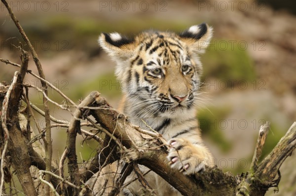 A curious tiger cub looks over a piece of wood in a natural environment, Siberian tiger (Panthera