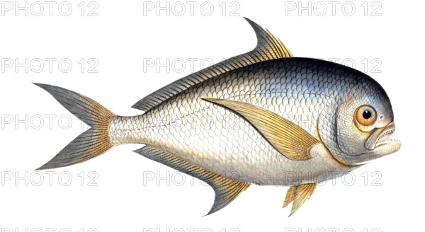 Fish, Fish, Sea bream family, Sparus raii, Historical, digitally restored reproduction from a 19th