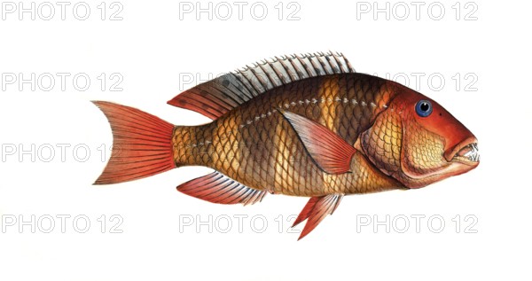 Fish, Fish, Sea bream family, Sparus Anchorago, The Anchor-Tooth, Historical, digitally restored