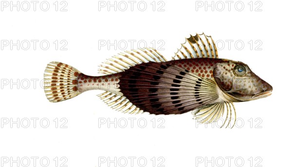 Fish, Fish, Fish species from the subfamily of the real gurnards, Trigla carolina, Historical,