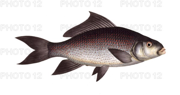 Fish, Fish, fLabeo fimbriatus, Cymbrinus fimbriatus, medium-sized carp species from Southeast Asia,
