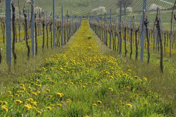 Vineyard in spring with flowering dandelions between the rows in green surroundings, Southern