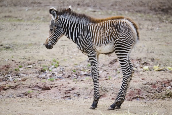 Grévy's zebra (Equus grevyi), youngster, Germany, Europe