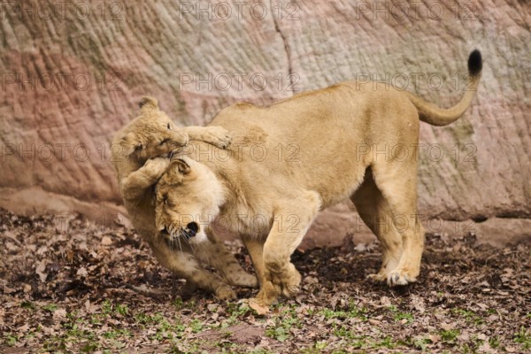 Asiatic lion (Panthera leo persica) female (mother) with her cub, captive