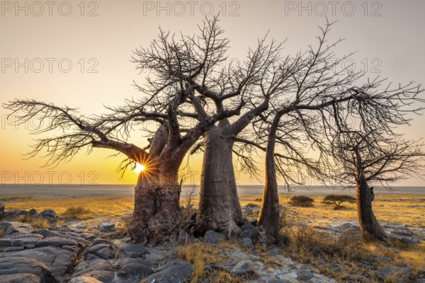 African baobab (Adansonia digitata), several trees at sunrise, sun star, Kubu Island (Lekubu), Sowa