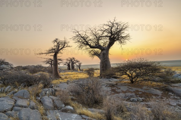 African baobab or baobab tree (Adansonia digitata), several trees at sunrise, Kubu Island (Lekubu),