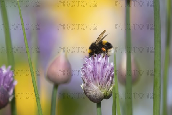 Buff tailed bumblebee (Bombus terrestris) adult bee feeding on a Chives herb flower in an urban