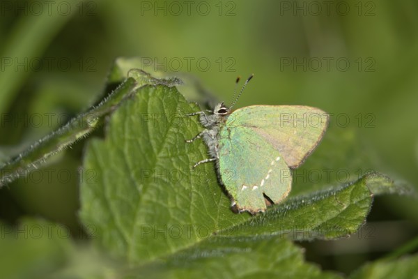Green hairstreak butterfly (Callophrys rubi) adult insect resting on a plant leaf in spring,