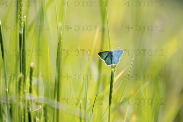 Blue butterfly (Polyommatus icarus) in meadow, macro photograph, Tyrol, Austria, Europe
