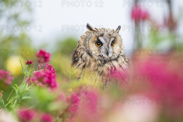 Long-eared owl (Asio otus), or lesser horned owl, sitting in middle of blossoming flowers, captive,