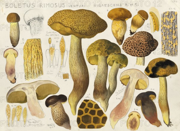 Mushroom, fungi, Boletus rimosus, birch mushroom, authentic reproduction of an illustration by Hans
