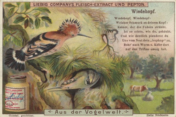 Picture series From the world of birds, hoopoe, Liebig picture, digitally restored reproduction of