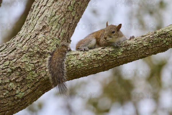 American grey squirrel (Sciurus carolinensis), lying relaxed on a tree branch, Pembroke Pines,