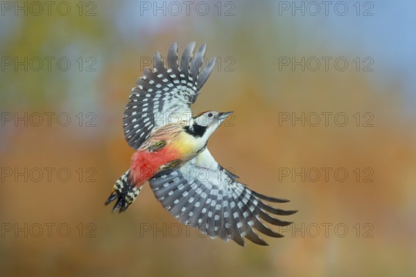 Middle spotted woodpecker (Dendrocopos medius), in flight, wildlife, woodpeckers, nature
