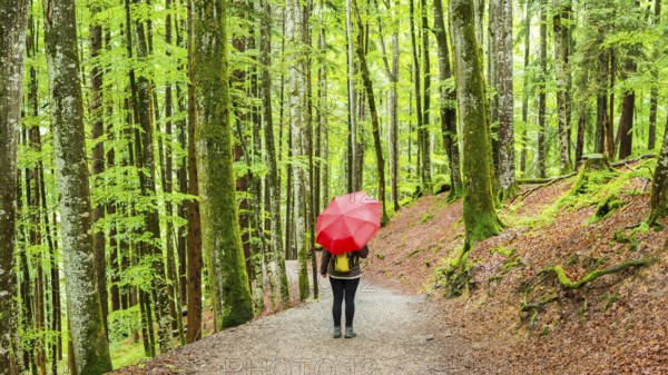 Woman 50-55, hiking trail in the mountain forest, near Oberstdorf, Allgäu, Bavaria, Germany, Europe