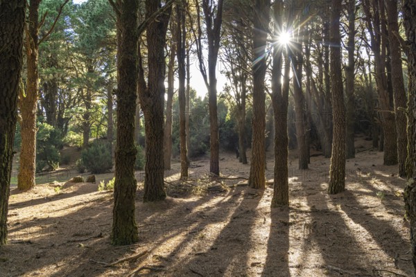 Pine forest near La Llanía on El Hierro, Canary Islands, Spain, Europe