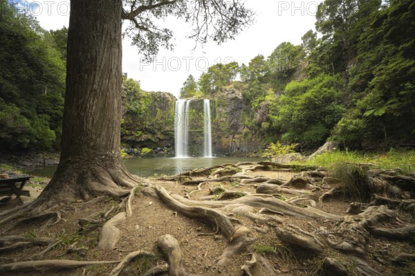 Waterfall of Whangarei Falls flowing into a calm river, surrounded by lush greenery and rocks and a