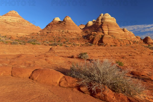 Red sandstone rocks in a desert landscape under a clear blue sky, Coyote Buttes, Arizona, USA,