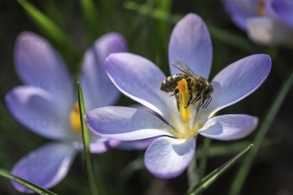 Elfin crocus (Crocus tommasinianus) with honey bee (Apis mellifera), Emsland, Lower Saxony,