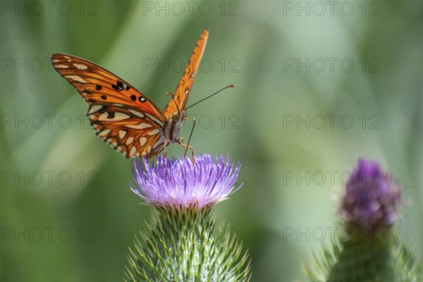 Butterfly of the species Gulf fritillary (or Dione vanillae) on a thistle, Buenos Aires, Argentina,