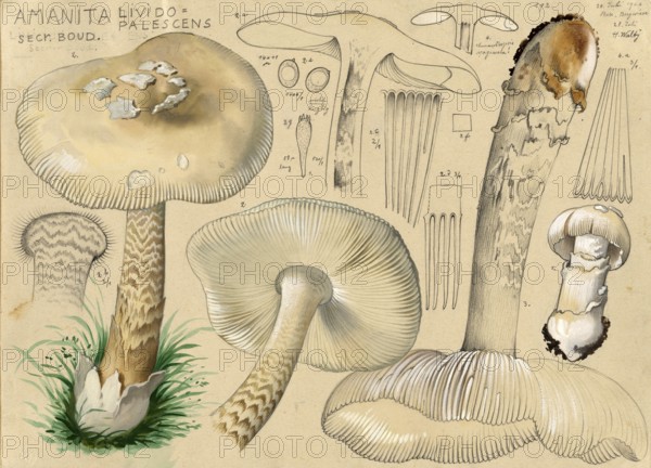 Mushroom, Mushrooms, Ochre-grey Giant Sheath Streakling or Ochre-grey Streakling, Amanita