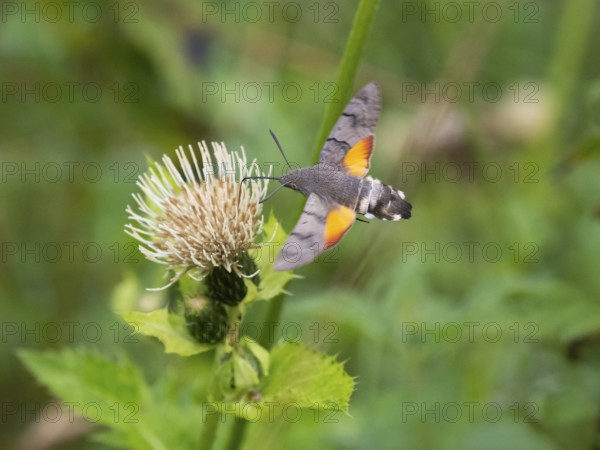Hummingbird Hawk Moth (Macroglossum stellatarum), feeding on nectar from a Marsh thistle flower
