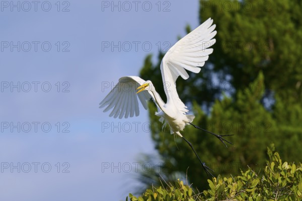 Great Egret (Egretta alba), flying over green trees against the blue sky, Black Point Wildlife