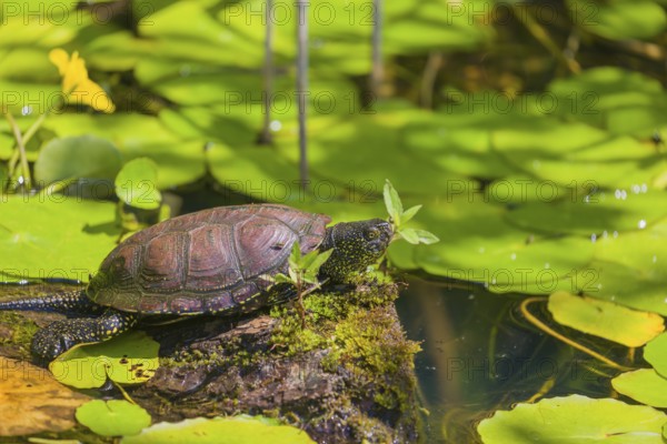 A European pond turtle (Emys orbicularis), makes its way through the leaves of Water Lilly covererd