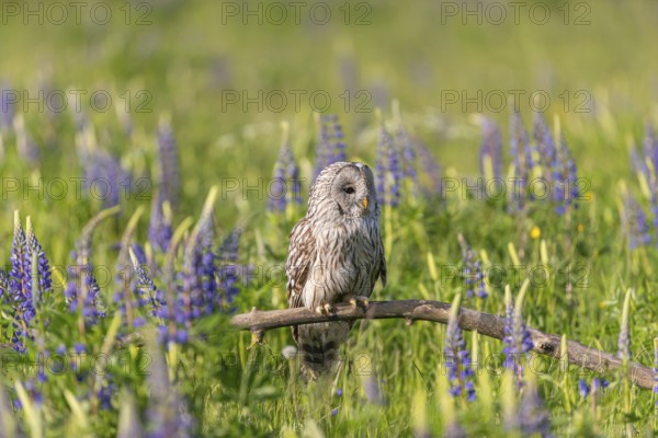 One Ural owl (Strix uralensis) sitting on a branch lying in a field of flowering lupines in late