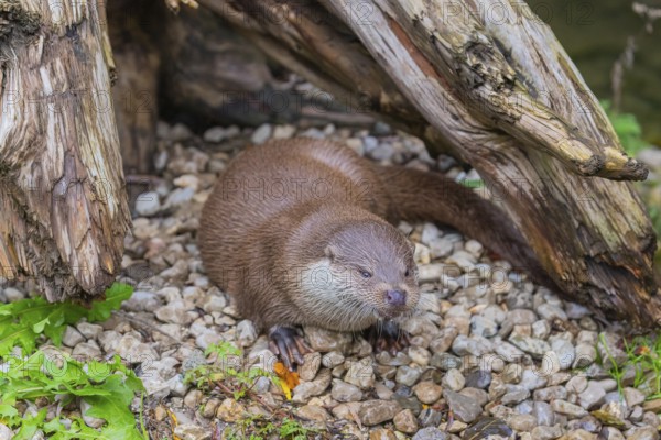 One Eurasian otter (Lutra lutra) resting on the pebbles of a river bank between a log and some
