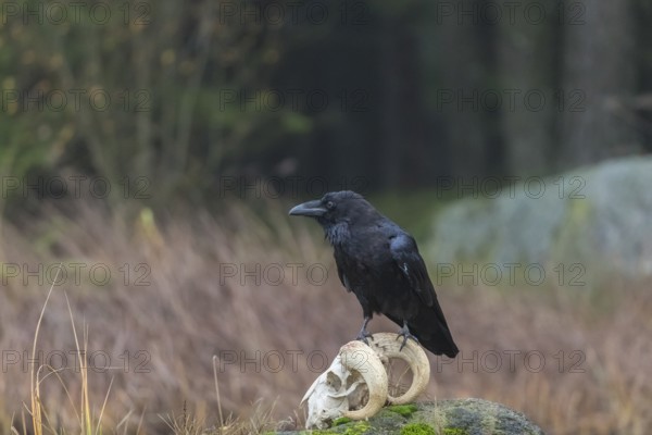 One common raven (Corvus corax) standing on a rock, searching for food on a ram skull. On a dry