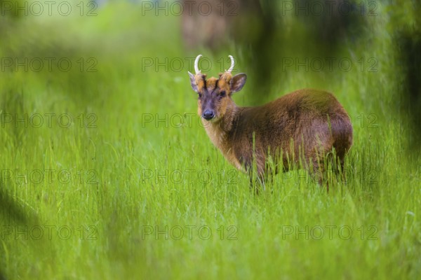 One male Reeves's muntjac (Muntiacus reevesi) stands on a green meadow