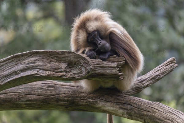 Portrait of an adult male Gelada (Theropithecus gelada), or bleeding-heart monkey, resting on a log