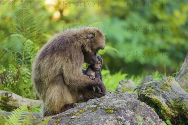 One female Gelada (Theropithecus gelada), or bleeding-heart monkey sits on a rock grooming her baby