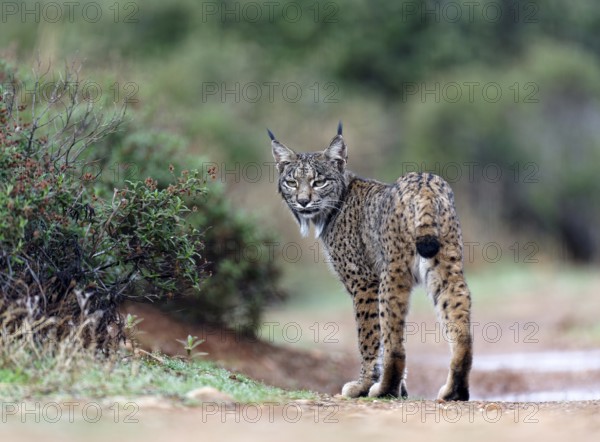 Lynx pardinus, Castilla-La Mancha, Spain, Europe