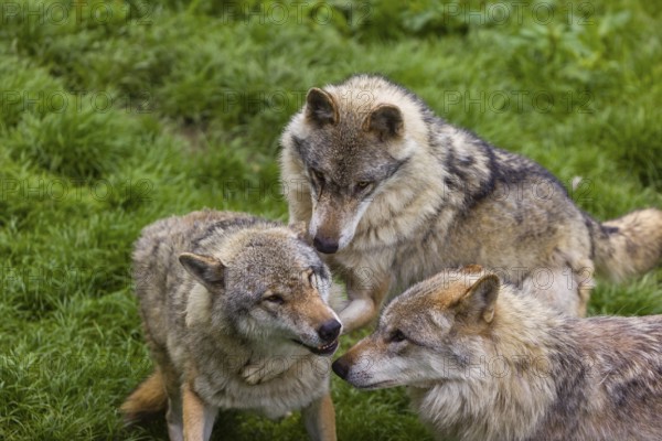 Three adult male eurasian gray wolves (Canis lupus lupus), social behaviour, dominance