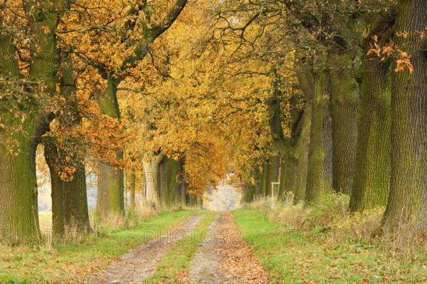 Field path through oak avenue in Reinhardswald in autumn, Hesse, Germany, Europe