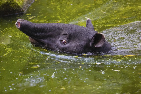 A Malayan tapir (Acrocodia indica) swims in a river and looks for food at the riparian vegetation
