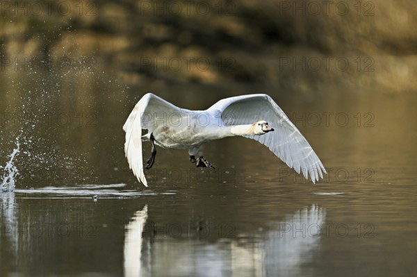 Mute swan (Cygnus olor), taking off from the water, Flachsee, nature reserve, Reusstal, Canton