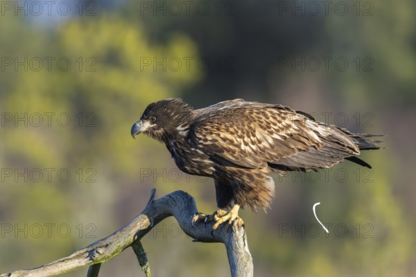 Pooping white-tailed eagle, Eurasian sea eagle, erne (Haliaeetus albicilla) juvenile perched in