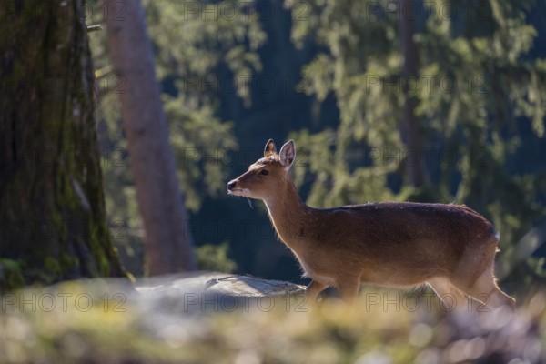 One female Manchurian sika deer or Dybowski's sika deer (Cervus nippon mantchuricus or Cervus