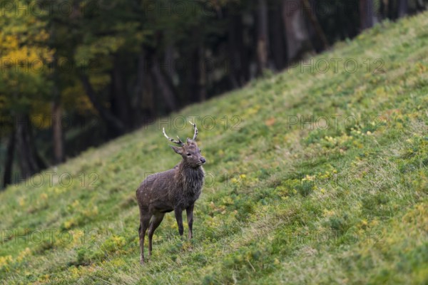 One male Manchurian sika deer or Dybowski's sika deer (Cervus nippon mantchuricus or Cervus nippon