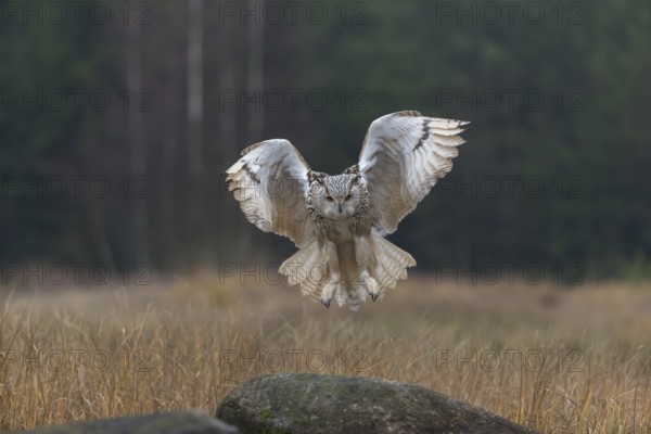 One Siberian Eagle Owl (Bubo bubo sibiricus) landing on a rock between tall reed grass lakeshore on