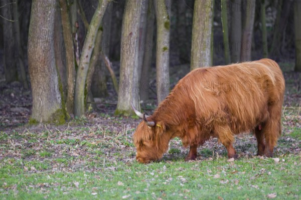 One Highland cow (Bos (primigenius) taurus) stands grazing on a meadow. A forest in the background