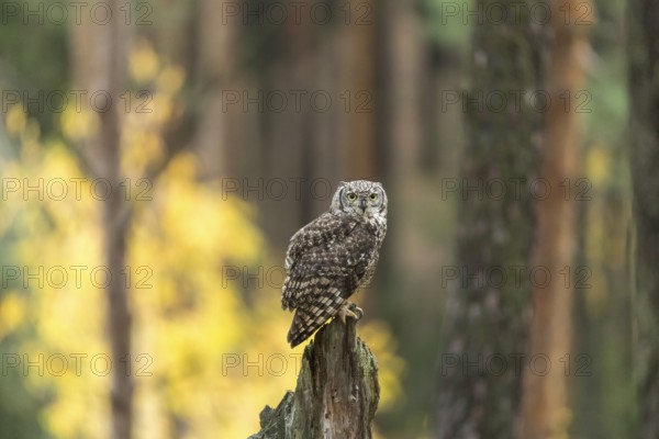 One spotted eagle-owl (Bubo africanus) perched on tree stump in a forest. Trees and leaves in the
