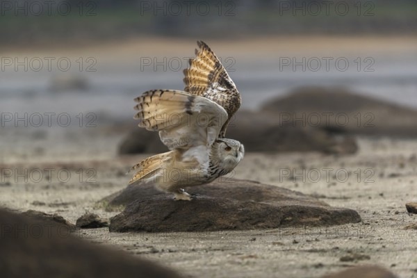 One Siberian Eagle Owl (Bubo bubo sibiricus) landing on a rock at a dry lakeshore on an autumnal
